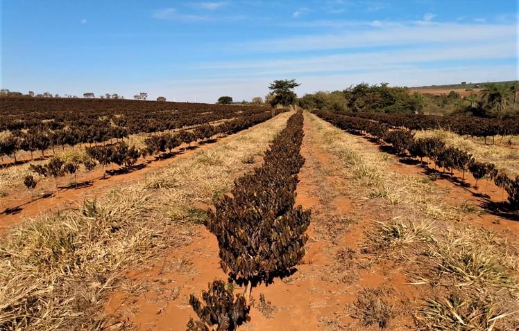 Cafeicultores terão acesso a R$1,32 bi para recuperação de lavouras afetadas pelas geadas  