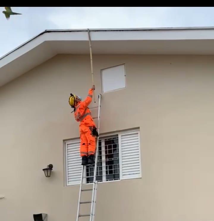 Maritaca fica presa em calha e é resgatada pelo Corpo de Bombeiros