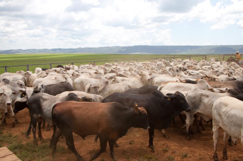 Vacinação contra a febre aftosa poderá não ser mais obrigatória a partir de 2023