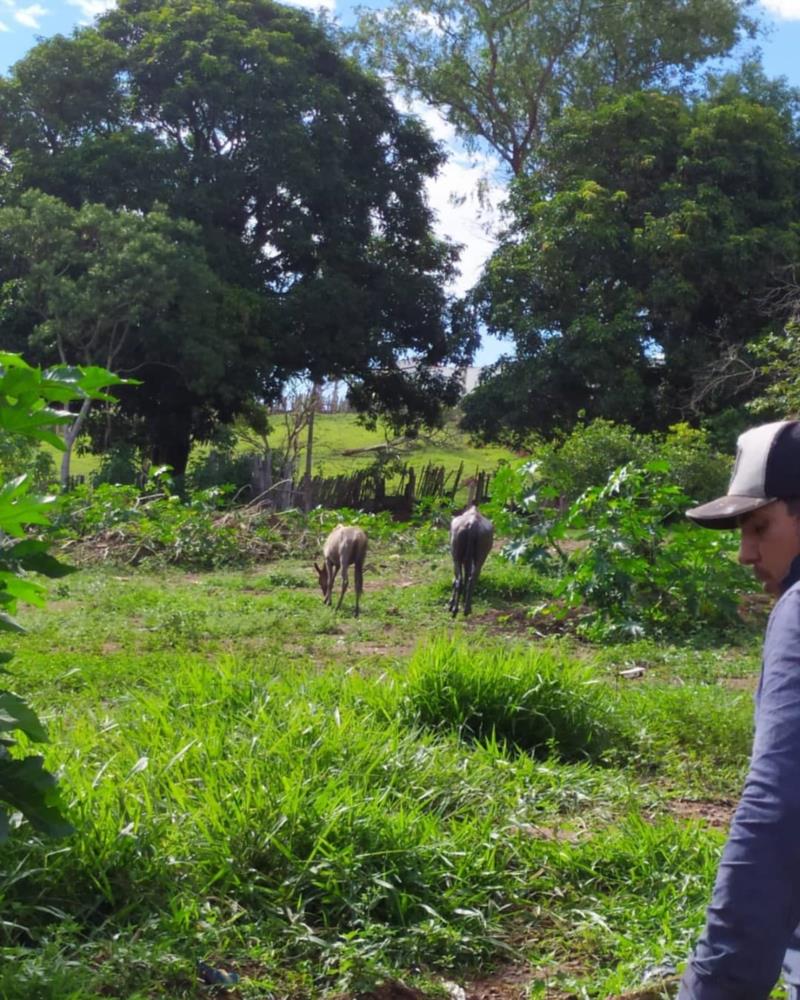 Em Guaxupé, égua atolada em lamaçal foi resgatada pelos Bombeiros 