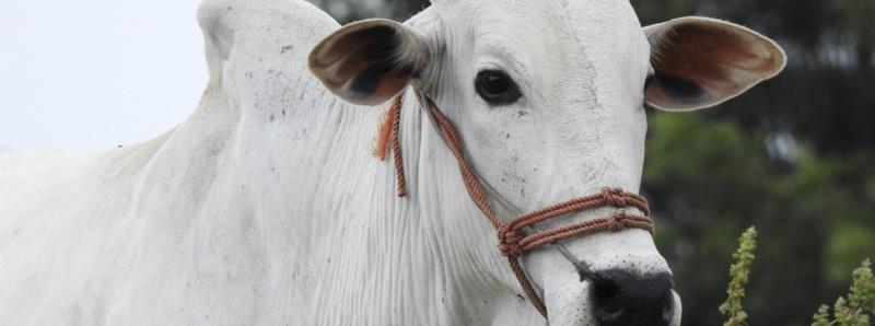 Minas vacina 97,5% de bovinos e bubalinos contra a febre aftosa e retirada da vacina para o próximo ano foi suspensa pelo MAPA