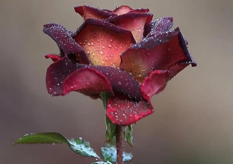 O que fazer para continuar a viver?