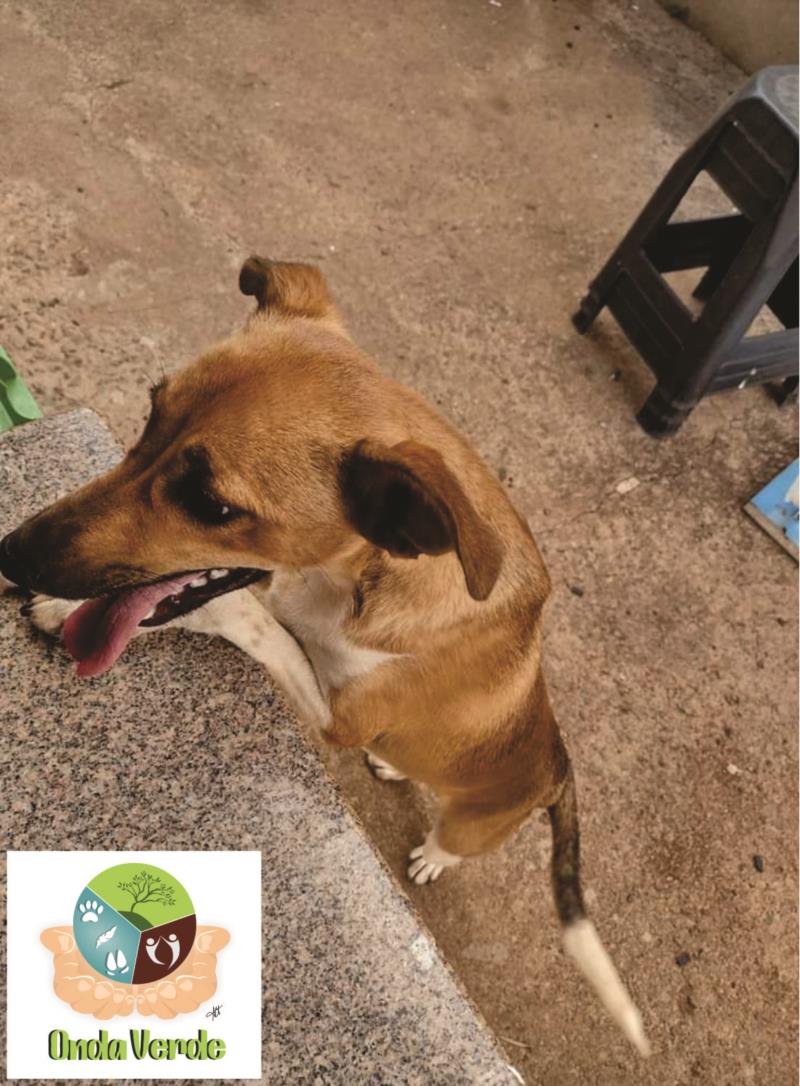 Associação Onda Verde disponibiliza canina para adoção