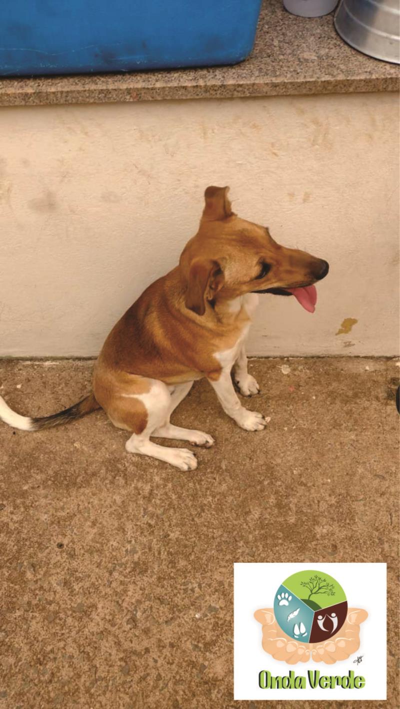 Associação Onda Verde disponibiliza canina para adoção