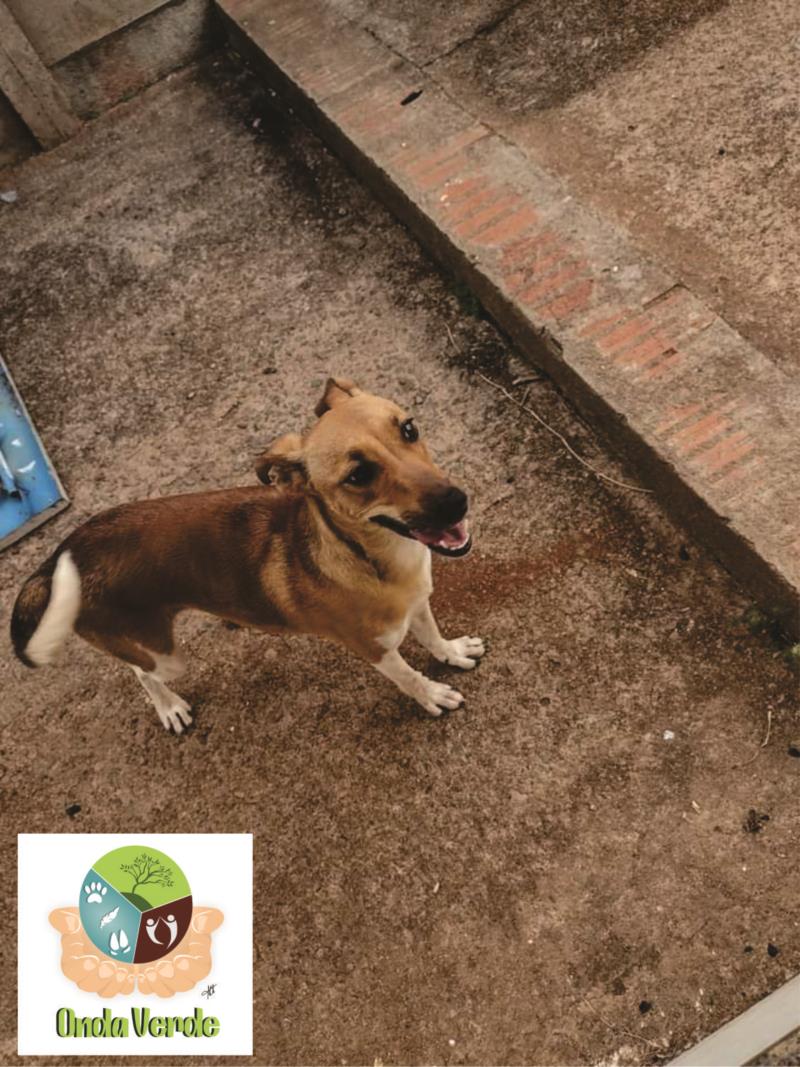 Associação Onda Verde disponibiliza canina para adoção