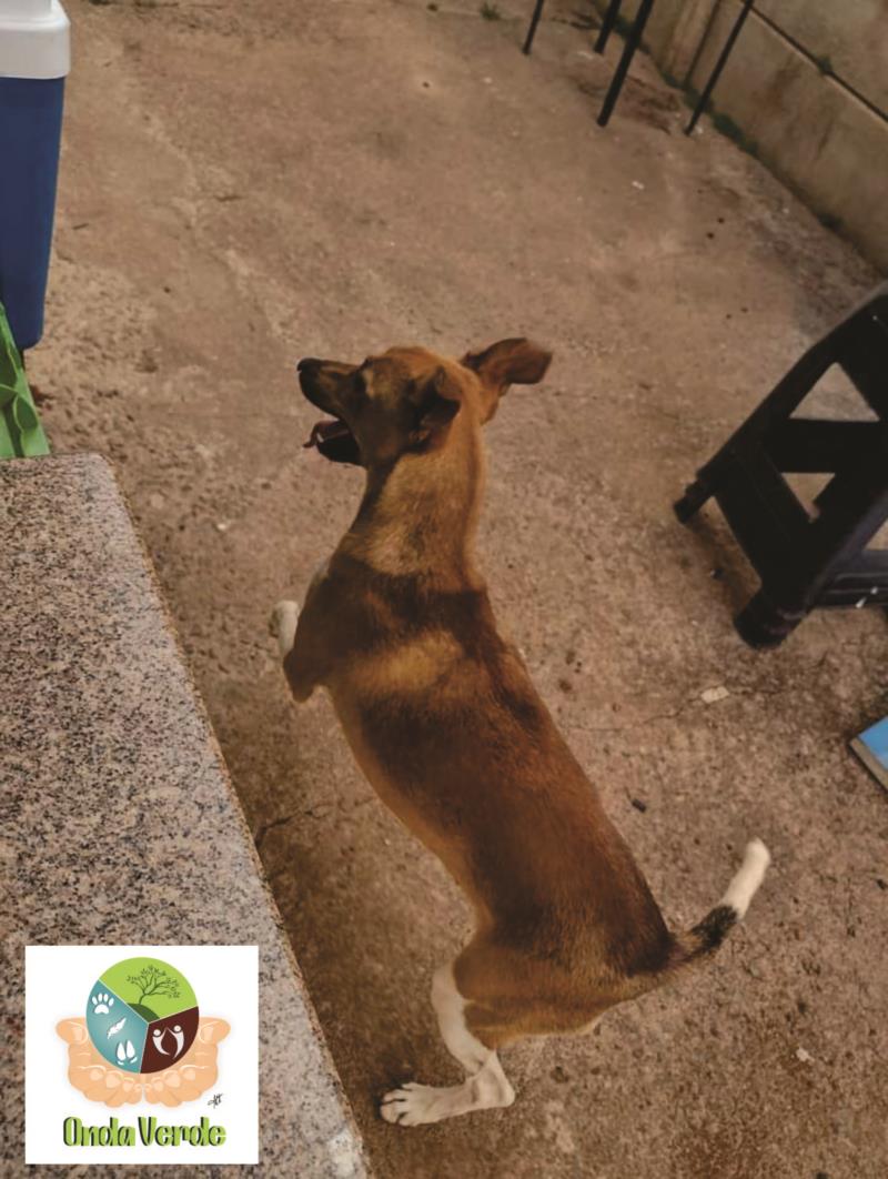Associação Onda Verde disponibiliza canina para adoção