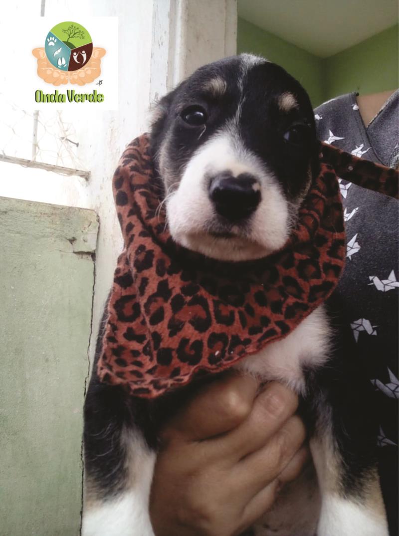 Vamos adotar estes belos filhotes?