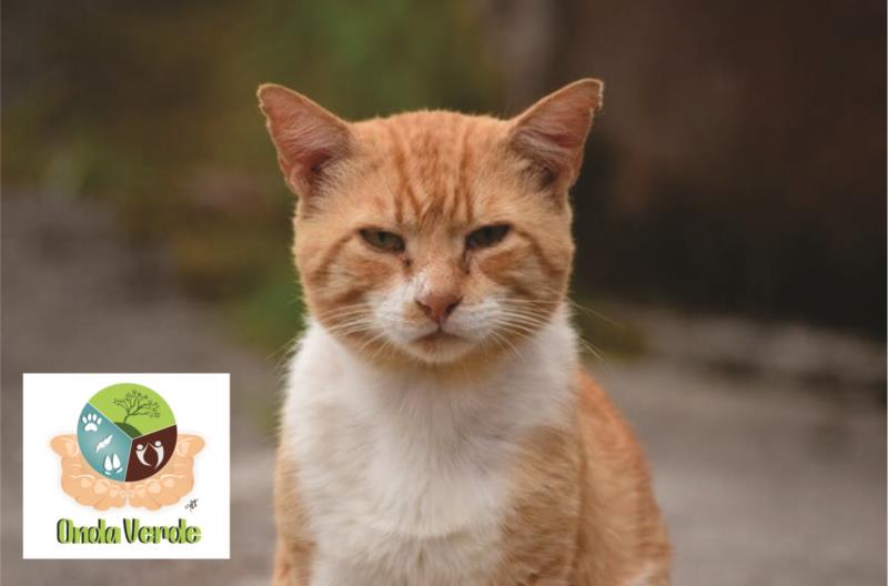 Ajudem a encontrar o felino da foto, que fugiu das proximidades da Praça dos Estudantes, em Guaxupé
