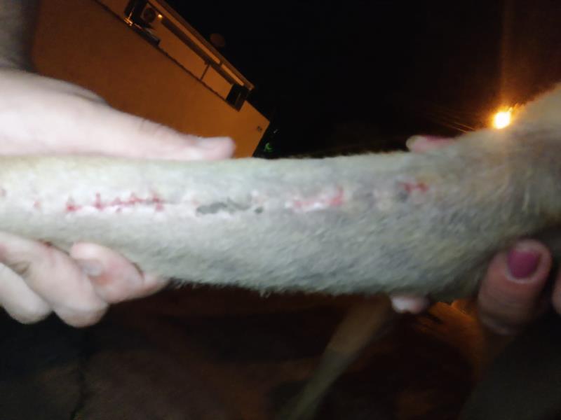 Você conhece esse cão, que foi encontrado no bairro Nova Orquídea, em Guaxupé?