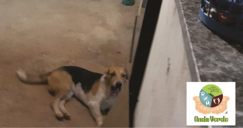 Cãozinho super brincalhão está à procura de um lar em Guaxupé