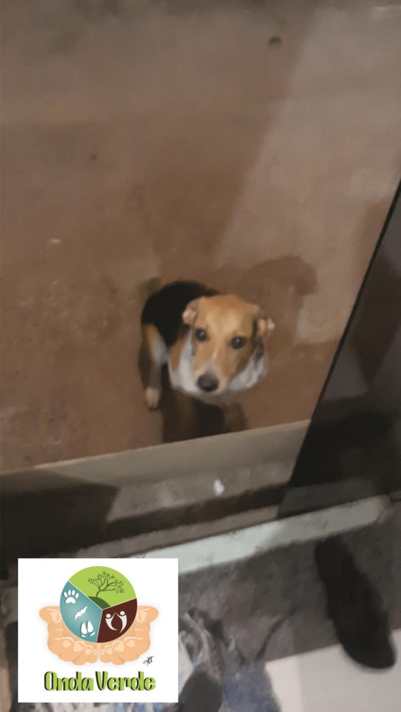Cãozinho super brincalhão está à procura de um lar em Guaxupé