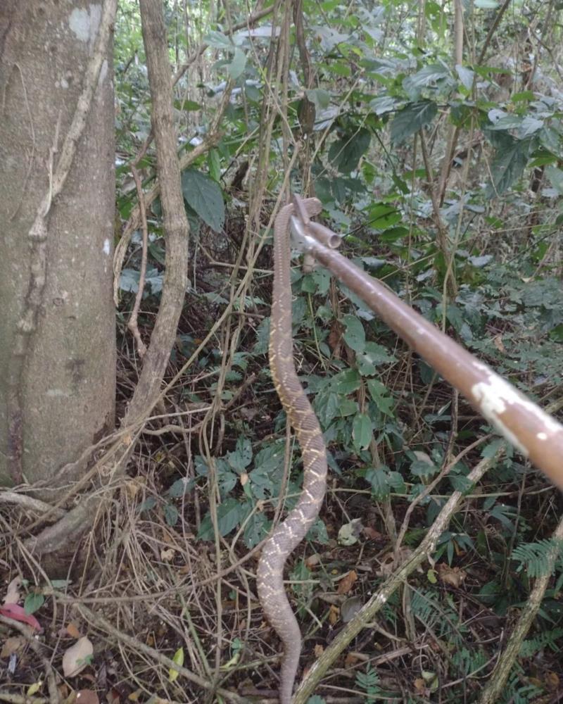 Bombeiros capturam cascavéis na Nova Floresta e Jararaca na área central de Guaxupé