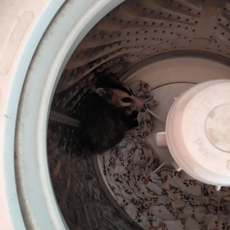 Gambá é resgatado dentro de máquina de lavar em Guaxupé