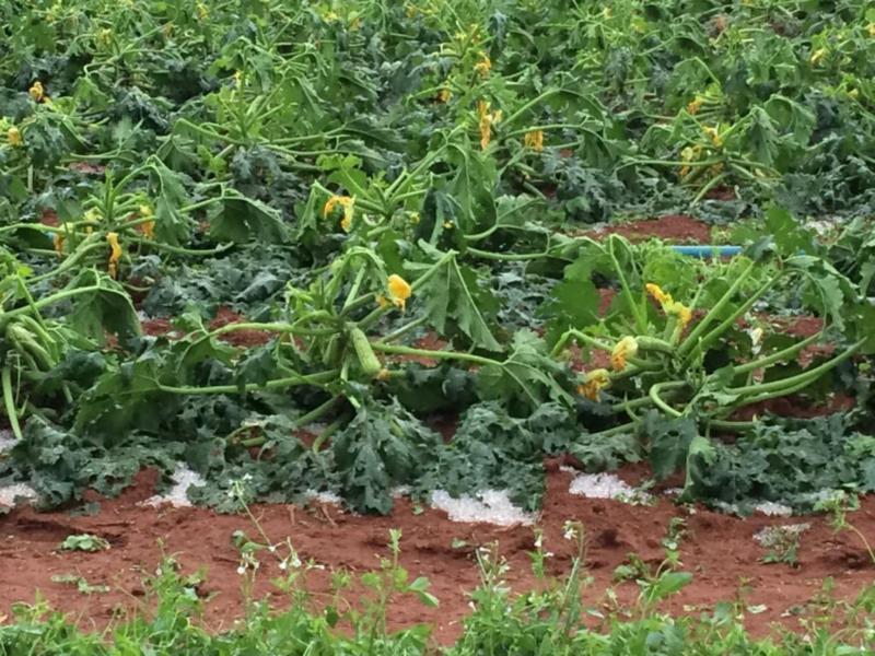 Levantamento aponta danos causados por chuva de granizo no Sul de Minas 