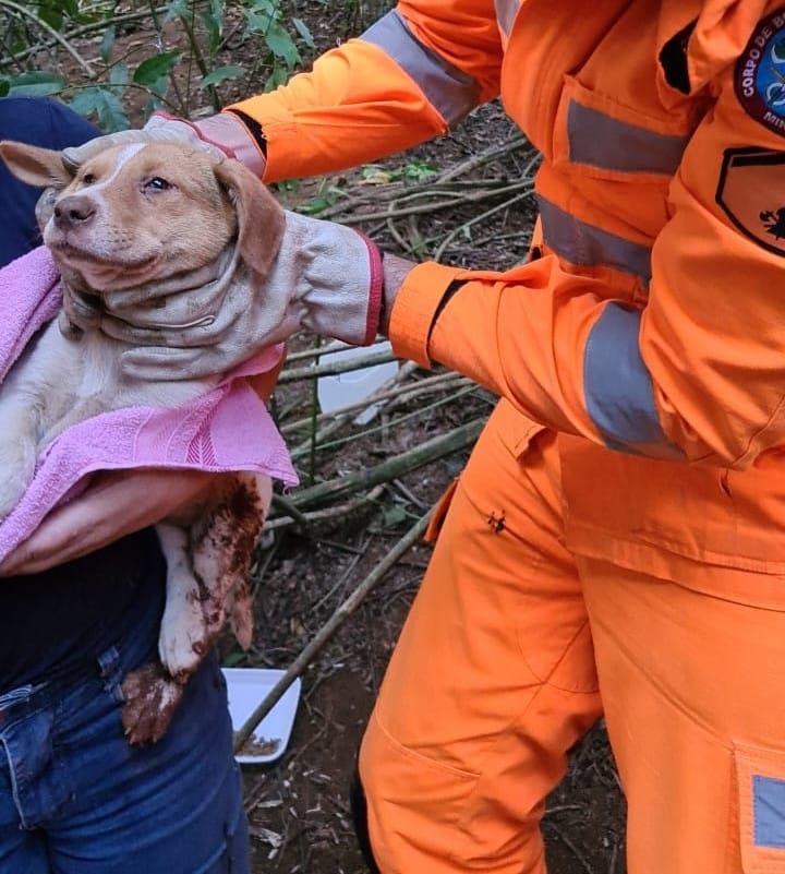 Filhote de cachorro é resgatado pelos bombeiros após cair em buraco no Horto Florestal, em Guaxupé