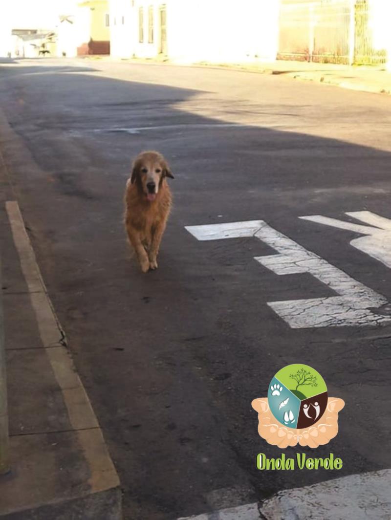 Onda Verde conquista recursos para castração de cães e gatos em Guaxupé 