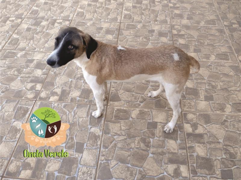 Cão abandonado na Hyundai precisa de um lar