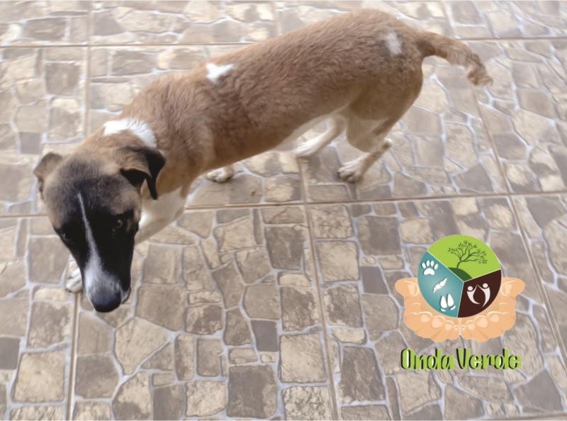 Cão abandonado na Hyundai precisa de um lar