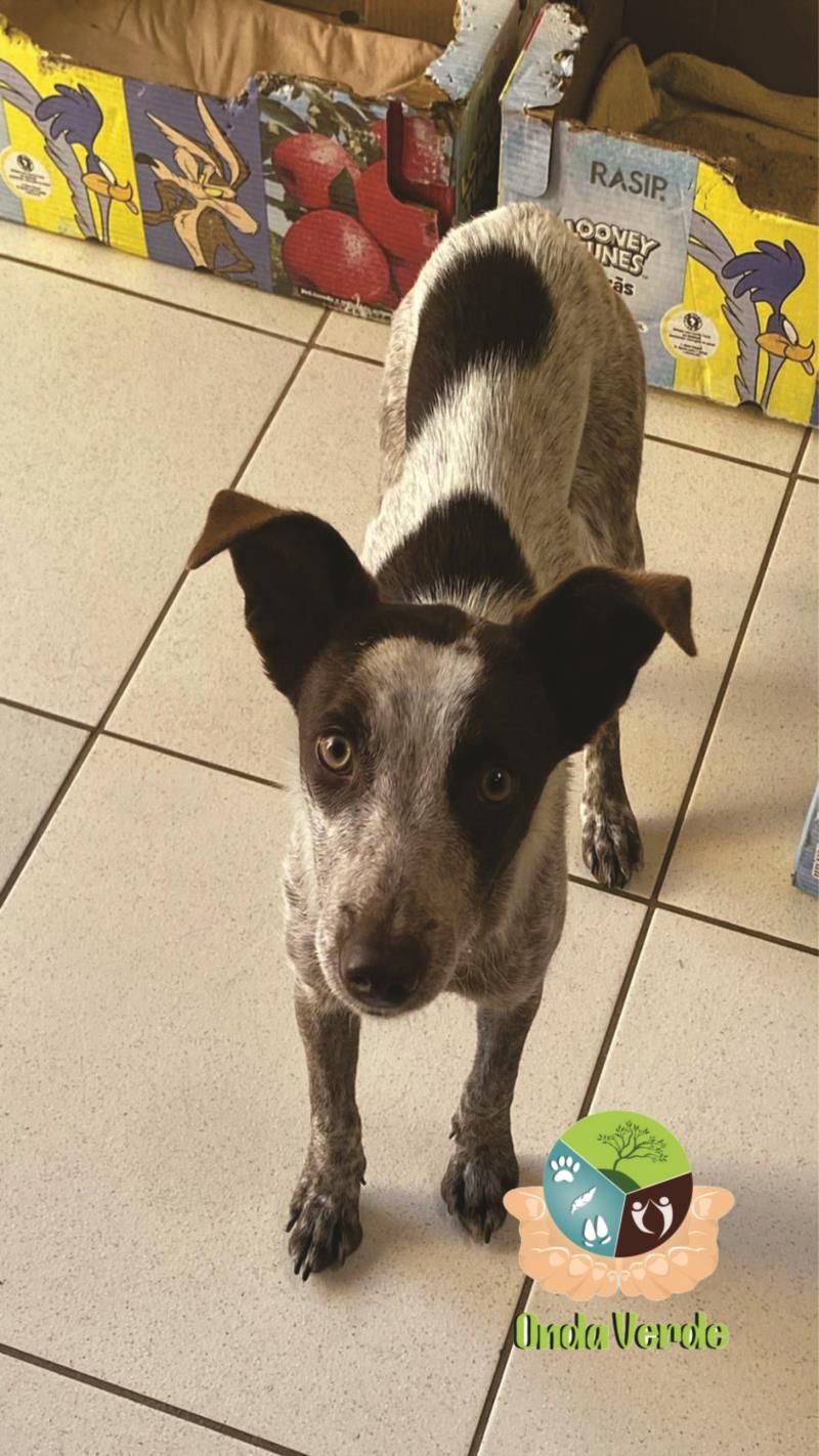Lindas caninas estão à espera de uma lar em Guaxupé 