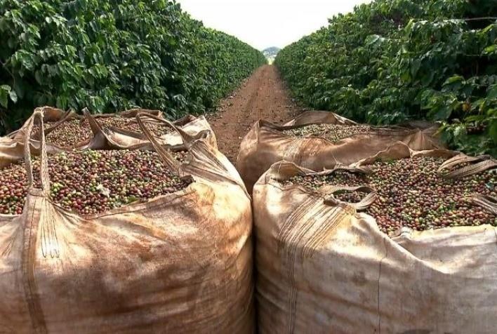 Colheita na área da Cooxupé chega a 79,84%, mantém ritmo do ano passado e foco segue sendo a qualidade