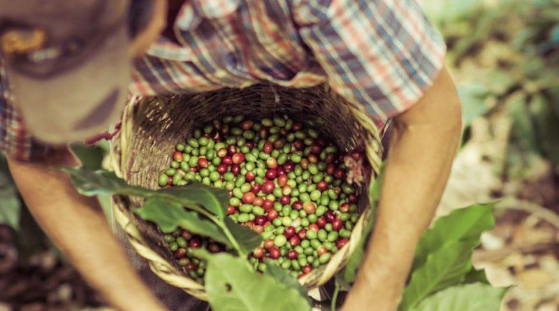 Cooperados da Cooxupé colhem 94% do volume de café esperado