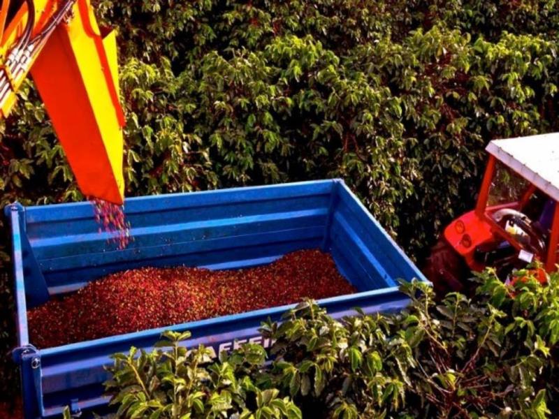 Cooperados da Cooxupé colhem 99,35% do volume de café esperado