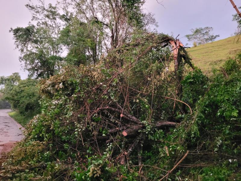 Chuva provoca queda de árvores em Muzambinho 