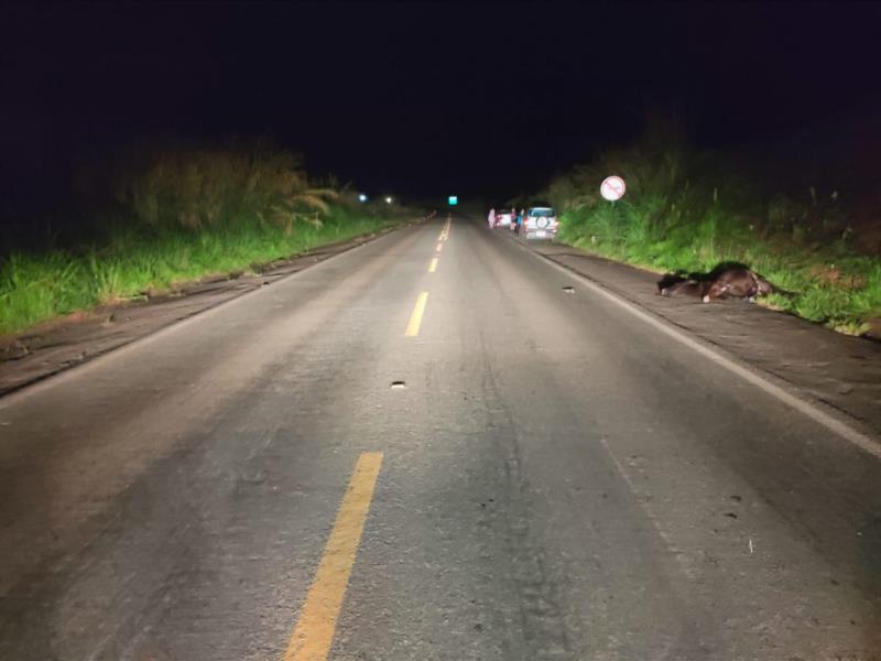 Animais na pista causam acidente na MG-449, em Arceburgo 
