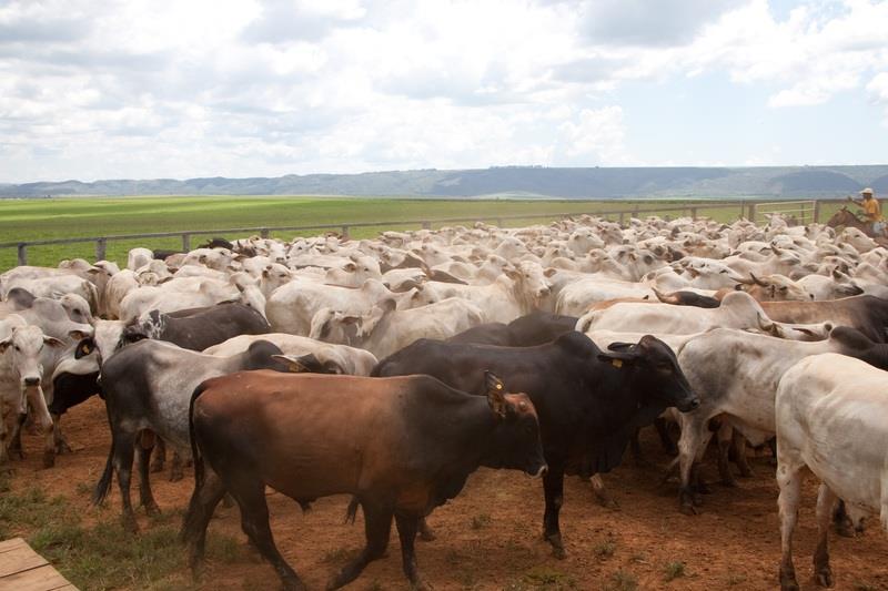 Vacinação contra febre aftosa é prorrogada até 17/12 em Minas