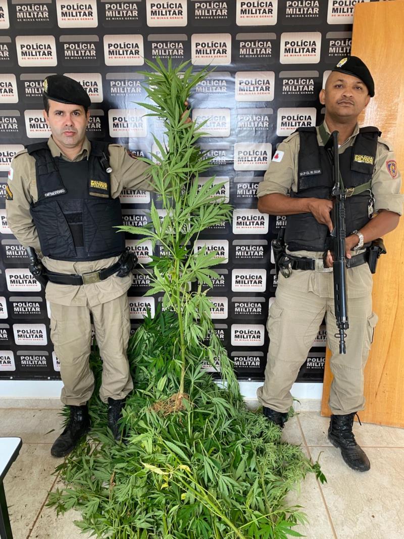 Mais de 30 pés de maconha são apreendidos pela Polícia Militar em Nova Resende 