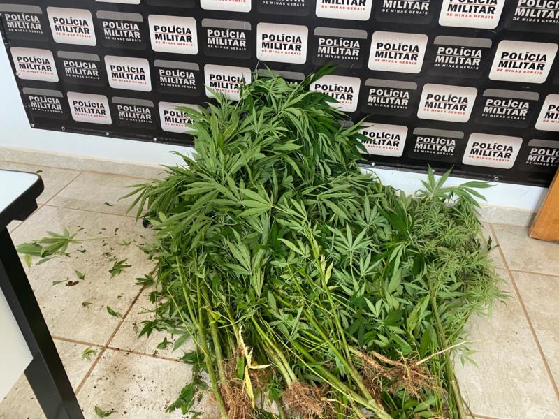 Mais de 30 pés de maconha são apreendidos pela Polícia Militar em Nova Resende 