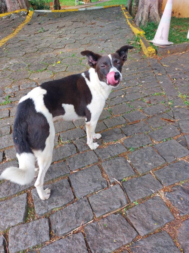 Linda canina para adoção 