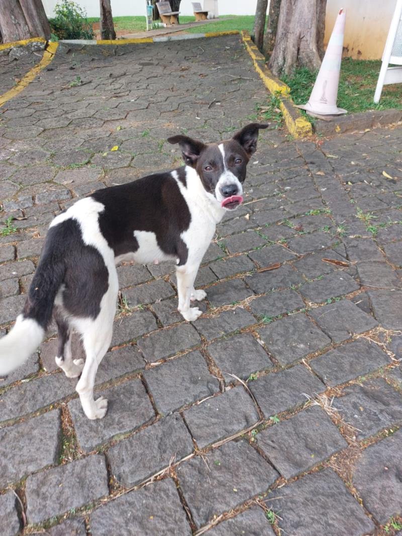 Linda canina para adoção 