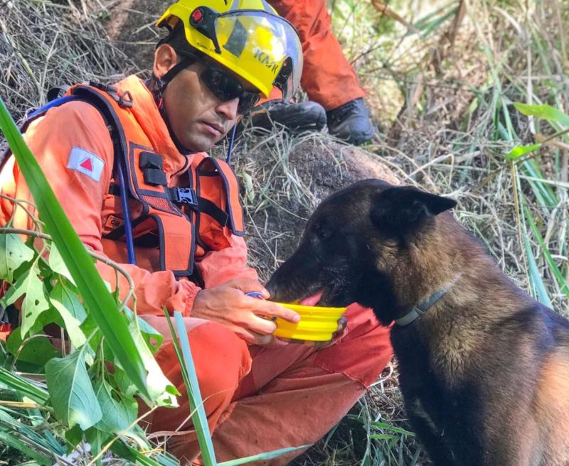 Cães dos bombeiros agilizam resgate e salvamento de vidas em Minas e em outros estados