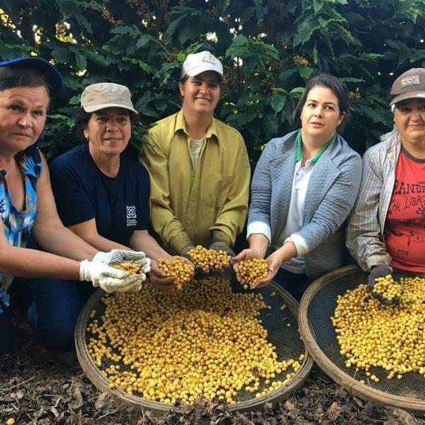 Cafeicultura é um dos destaques da agenda estratégica da Emater-MG