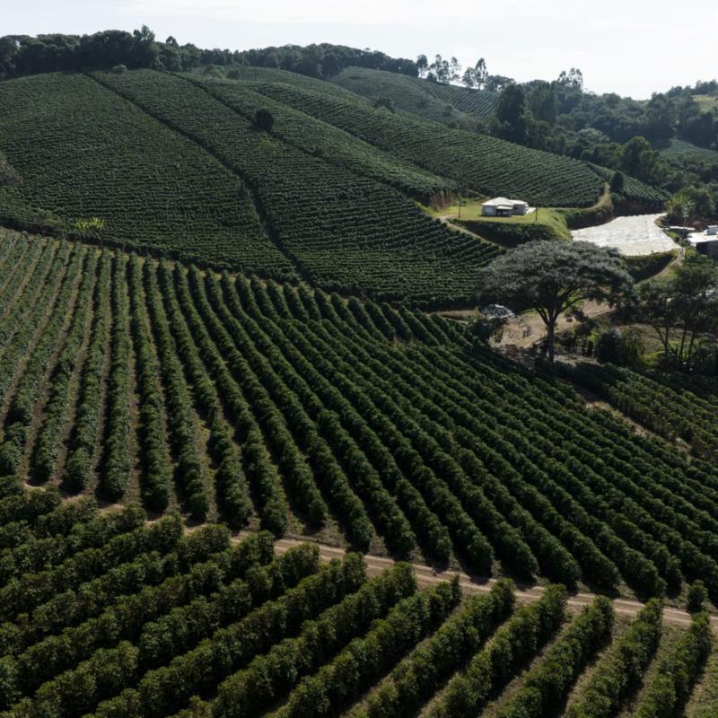 Associação dos Cafeicultores do Sudoeste de Minas e Sebrae lançam marca Território para valorizar a origem produtora
