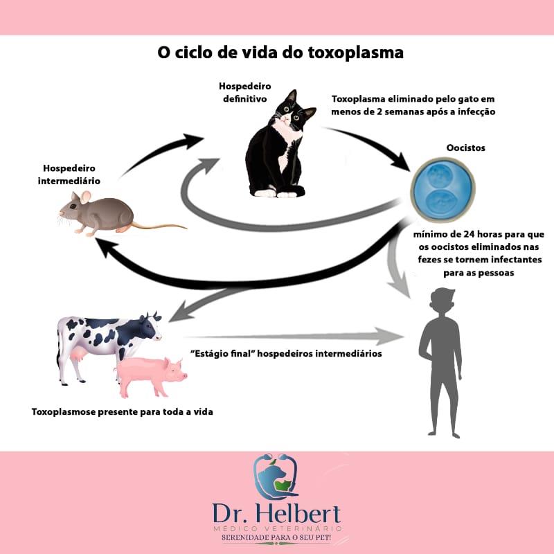 Toxoplasmose, quem é o verdadeiro vilão?