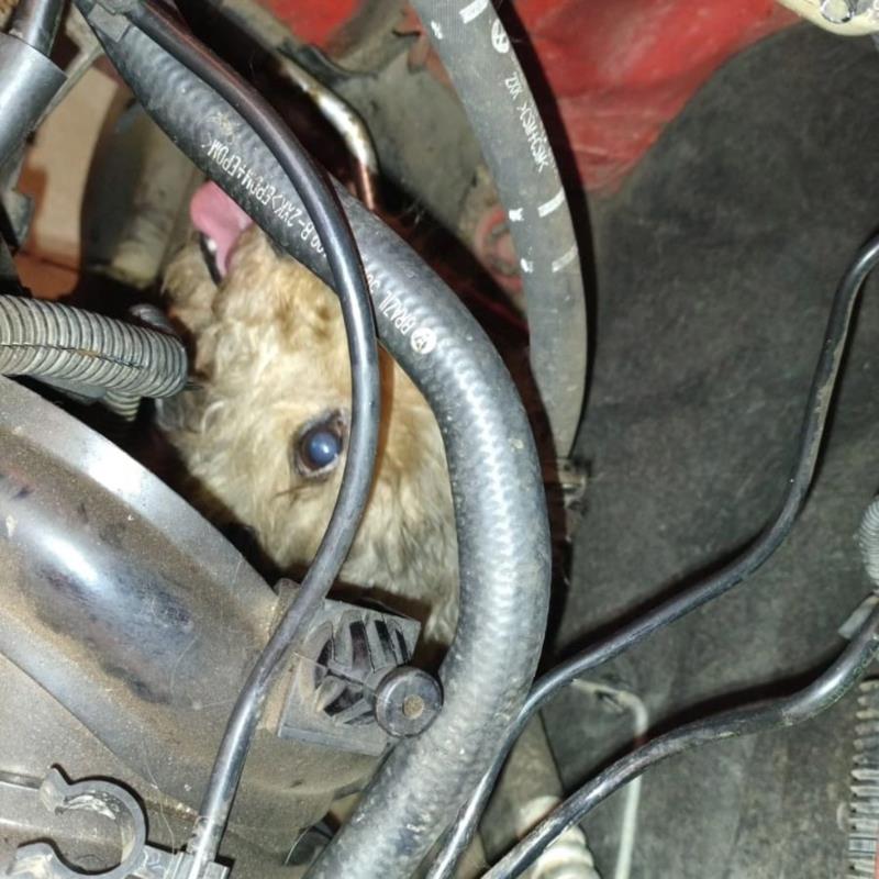 Em Guaxupé, Bombeiros resgatam canina presa em motor de veículo 
