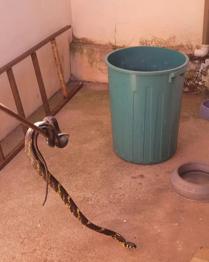 Caninana é capturada embaixo de tanque de residência em Guaxupé 