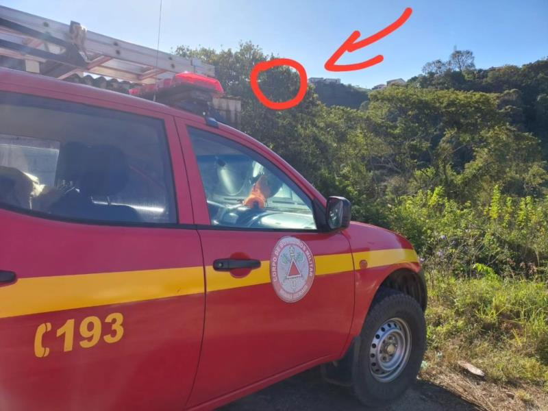 Bombeiros resgatam felino que não conseguia descer de árvore em Juruaia 