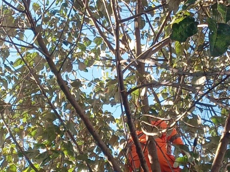 Bombeiros resgatam felino que não conseguia descer de árvore em Juruaia 