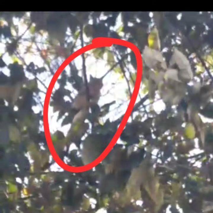Bombeiros resgatam felino que não conseguia descer de árvore em Juruaia 