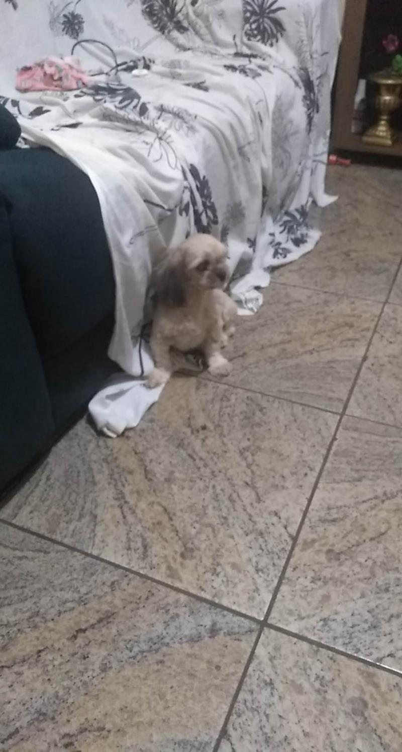 Procura-se desesperadamente por canina desaparecida do bairro Rancho Alegre, em Guaxupé 