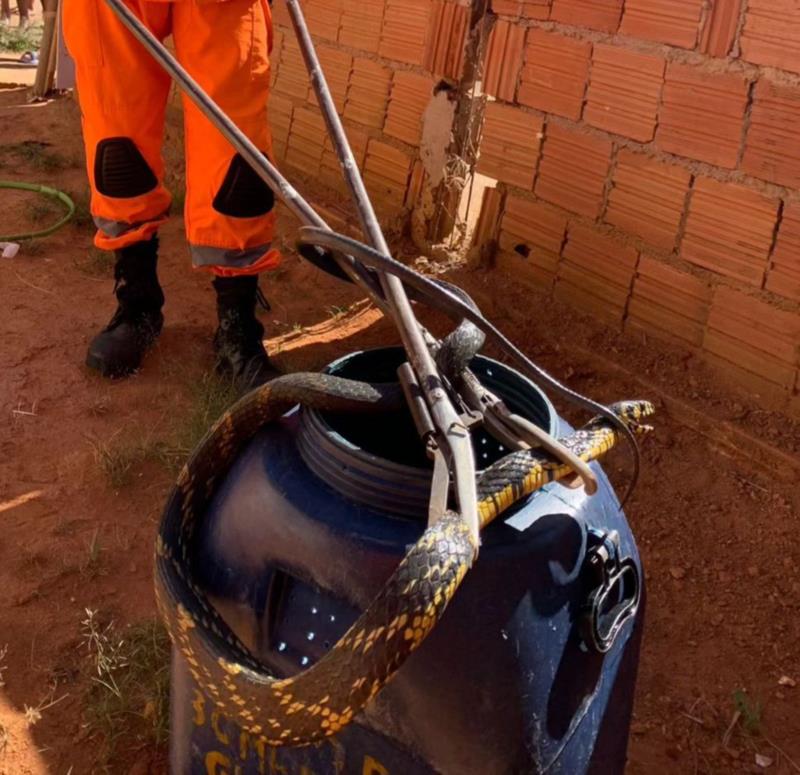 Bombeiros capturam mais uma cobra Caninana em quintal de residência em Guaxupé 