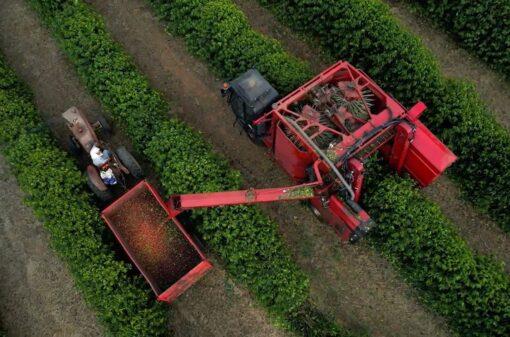Colheita de café ultrapassa 96% na área de atuação da Cooxupé