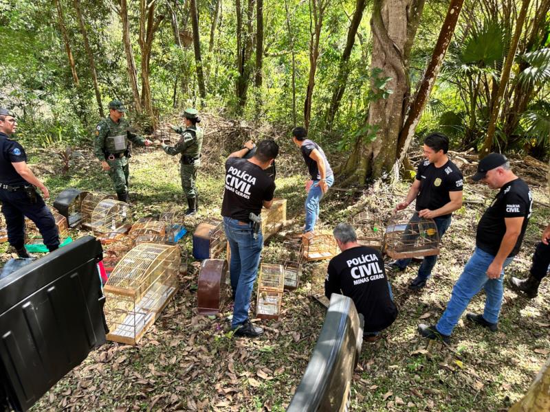 Na Operação Revoada, Polícia Civil faz prisões e apreensões, inclusive de quase 300 pássaros em Guaxupé 