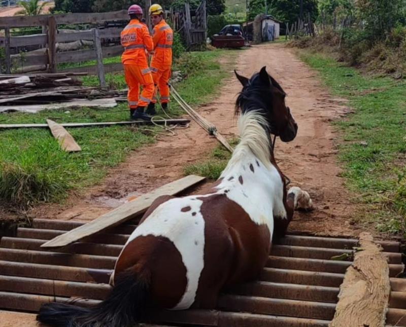 Cavalo com as patas presas em "mata burro" é resgatado pelos Bombeiros 