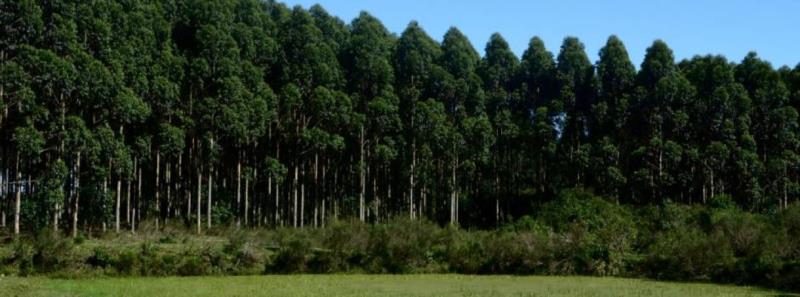 Agro mineiro exporta 12,1 milhões de toneladas e soma US$ 10,7 bilhões de janeiro a setembro  