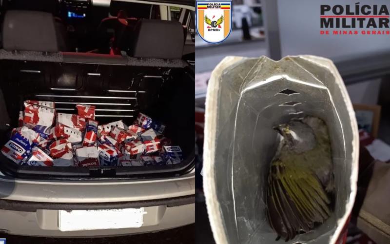 "Mais de 45 pássaros silvestres" são resgatados em porta-malas de veículo na MGC-491, em Guaxupé 