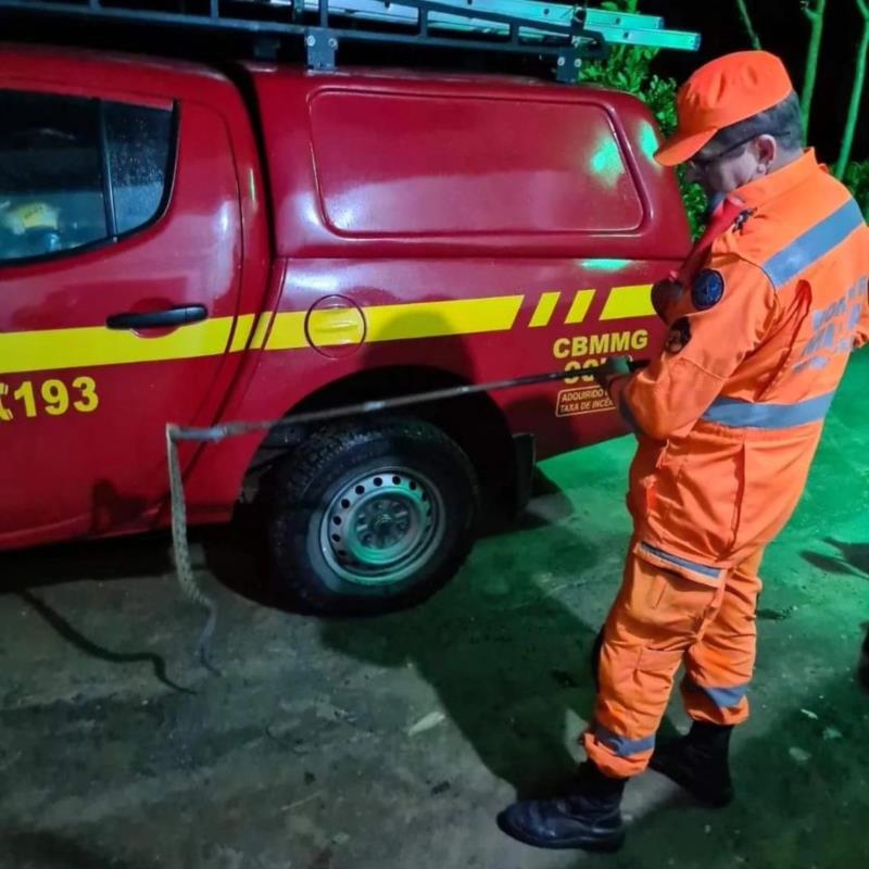 Animais resgatados em Guaxupé batem recorde neste ano 